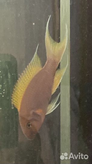 Африканские озёрные цихлиды