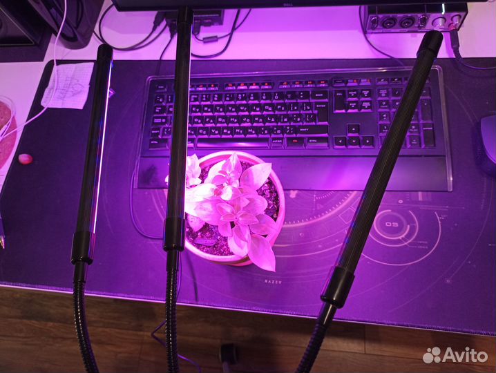 Фитолампа для растений