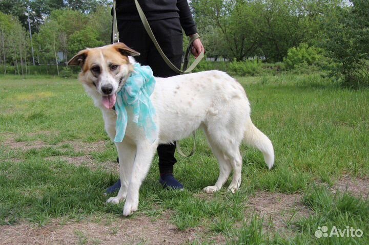 Скарлетт жестоко предали хозяева однажды
