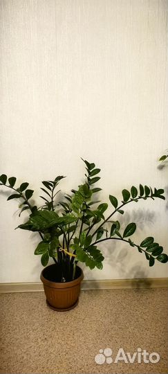 Замиокулькас