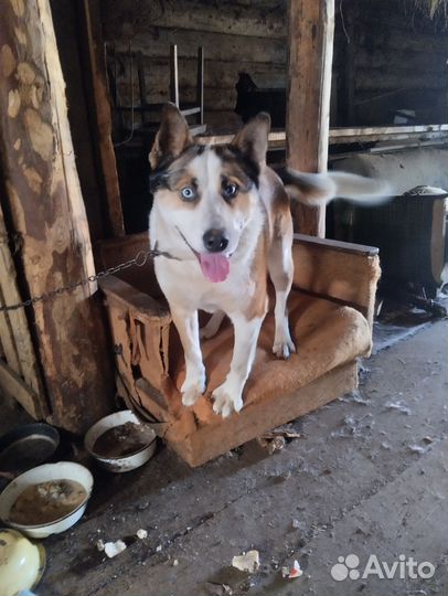 Карело финская лайка