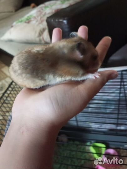 Сирийские хомячки