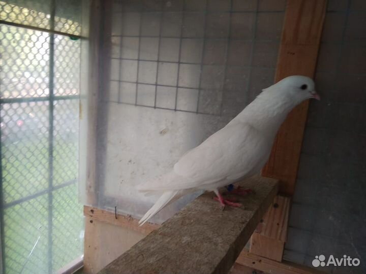 Бойные голуби