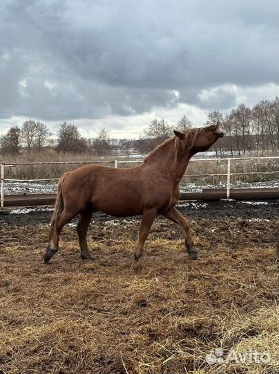 Жеребцы производители