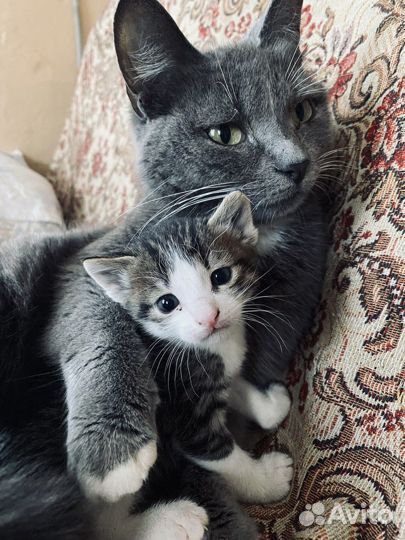 Котенок в добрые руки