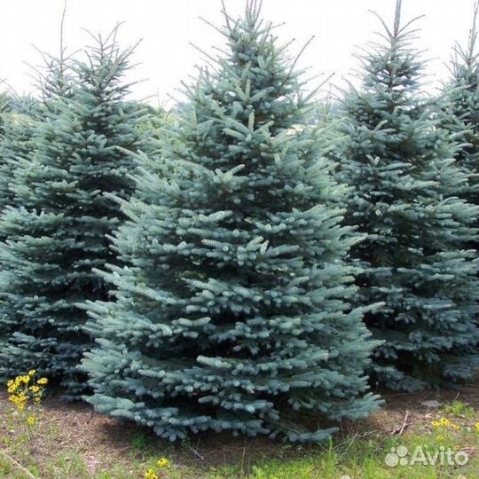 Picea Pungens Blue Diamond 60-70см