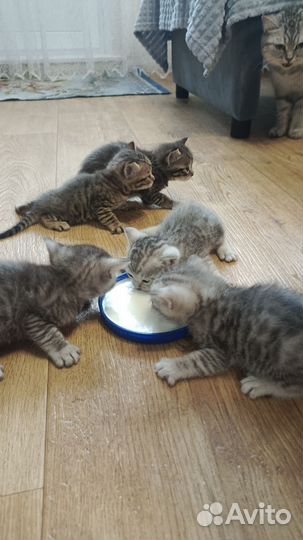 Шотландская кошка