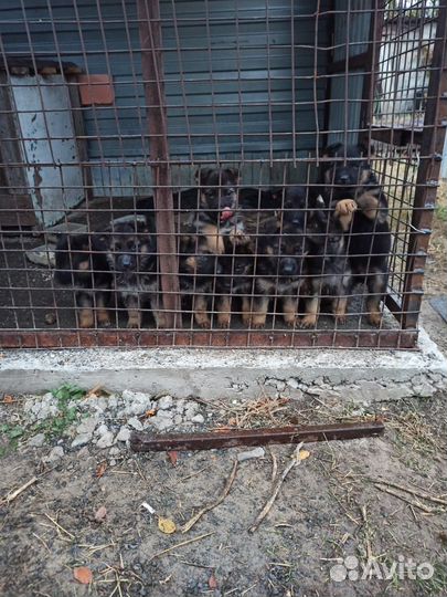 Продажа щенков немецкой овчарки