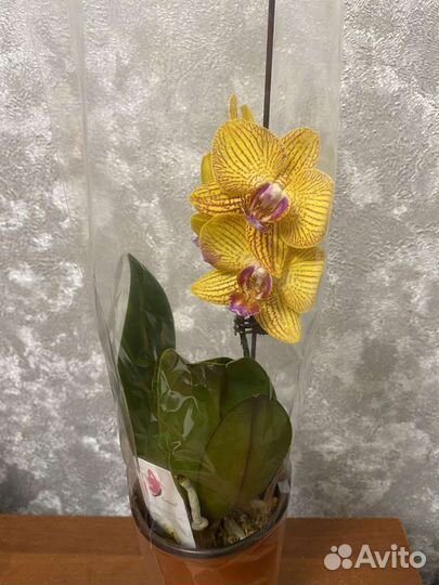 Орхидея фаленопсис
