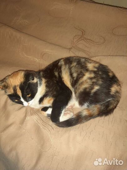 Кошка в добрые руки