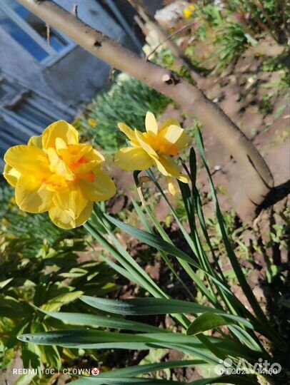 Луковицы нарциссов