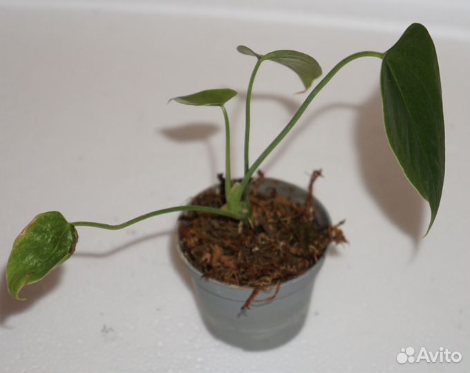 Домашние цветы побеги бесплатно