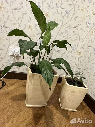 Цветы комнатные