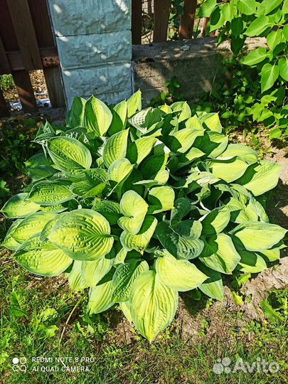 Хосты. Папоротник. Очиток Видный.Девичий виноград