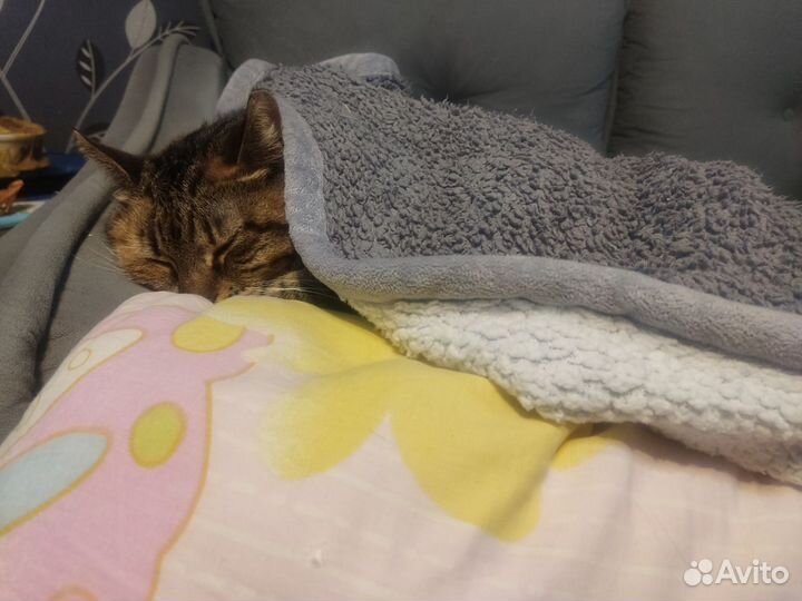 Кошка ищет дом