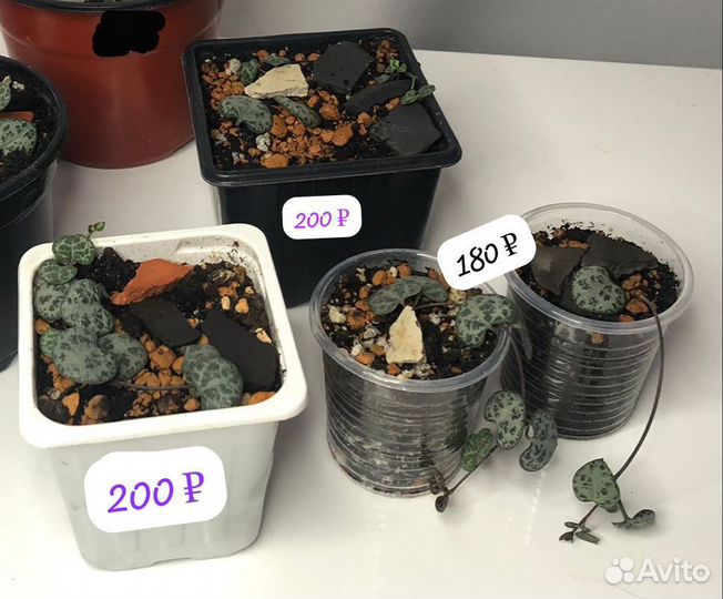 Церопегия Вуда