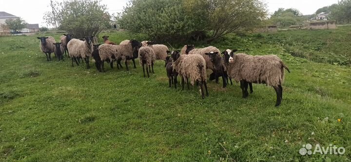 Овцы, матки, ягнята