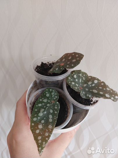 Бегония макулата