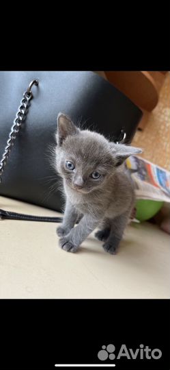 Котенок мальчик бесплатно