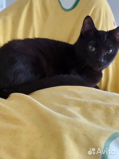 Кошка бесплатно