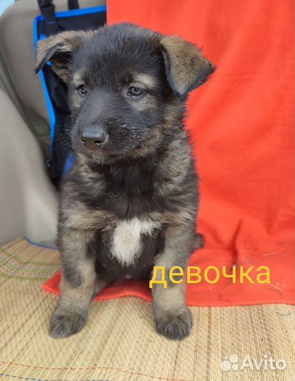 Щенок в добрые руки