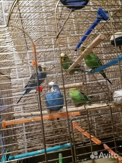 Волнистый попугай