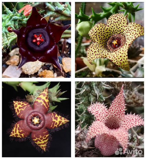 Суккуленты Эдитколея, гуэрния, стапелия, орбея