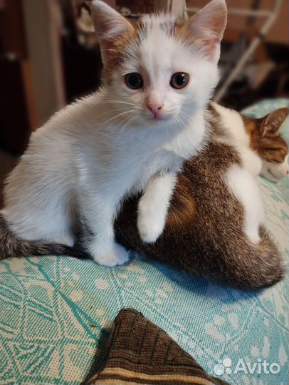 Котенок девочка