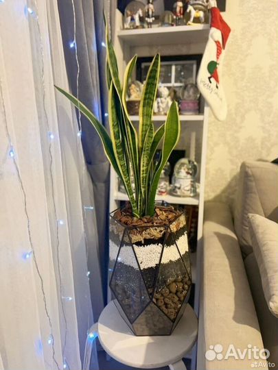 Комнатные домашние растения