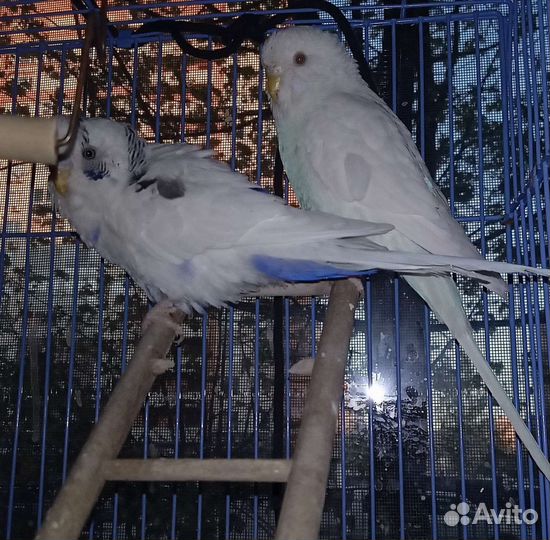 Передержка Птиц