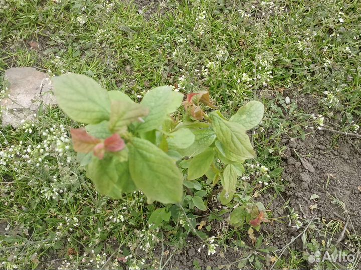 Тигровая лилия