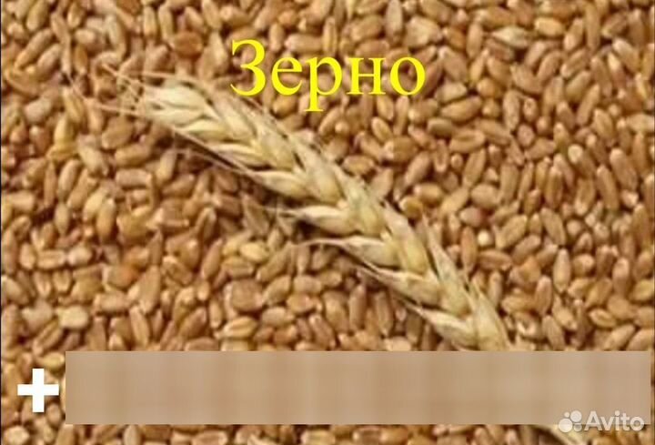 Зерно пшеница