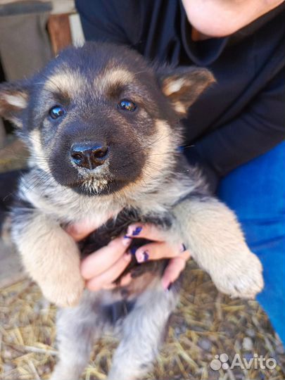 В дар щенки ищут добрые руки