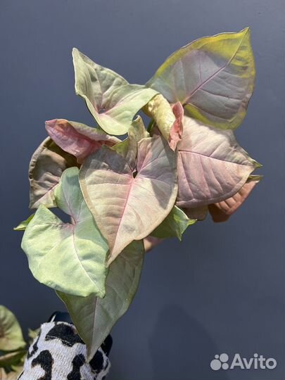 Сингониум неон пинк