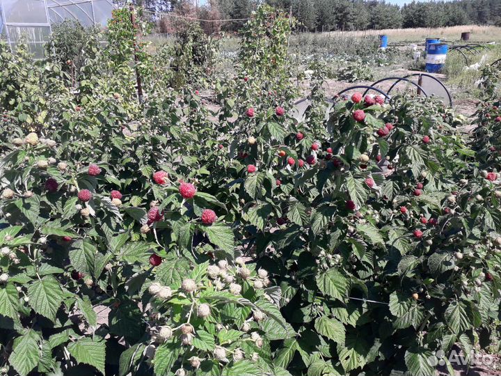 Саженцы малины