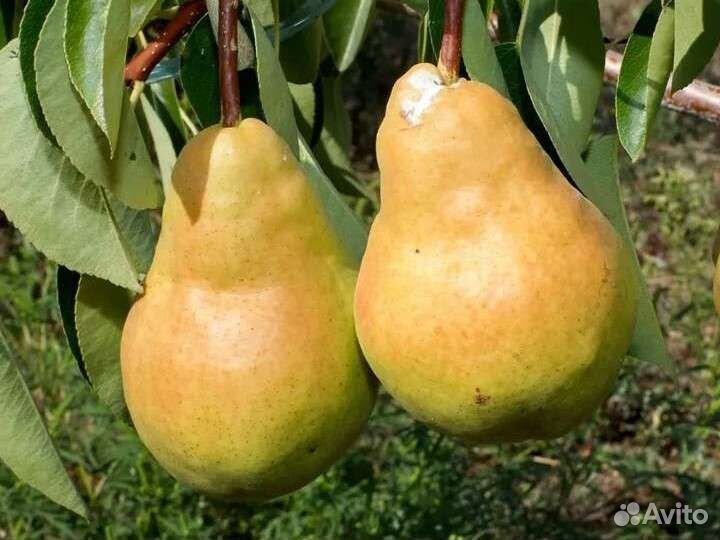 Саженцы груши двухлетние