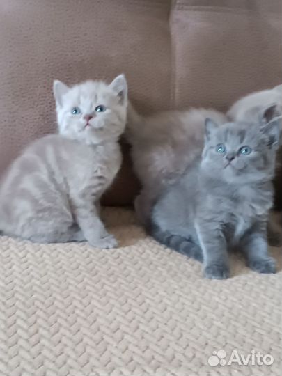 Британские котята
