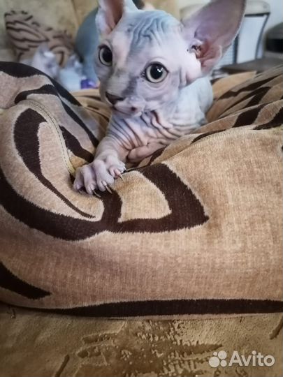 Канадский сфинкс