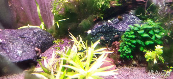 Теодоксус улитки