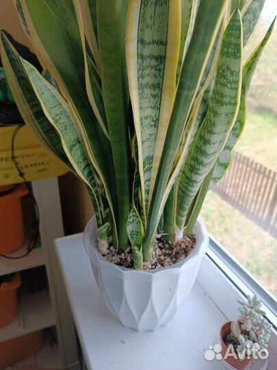 Сансевиерия сортовая