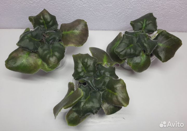 Детки фиалок сортовые лф-Дарья