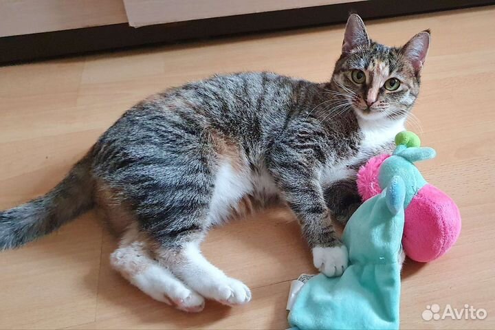 Кошка с золотым характером