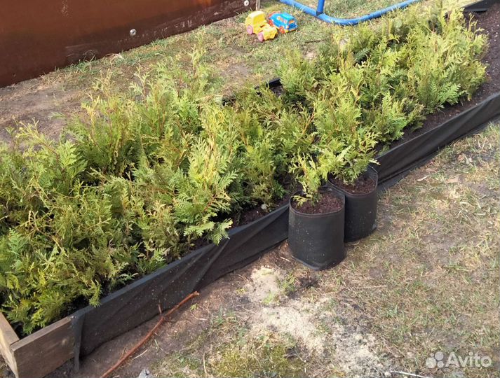 Укорененные черенки туи