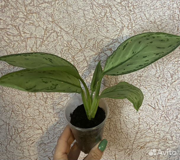 Комнатные растения цветы