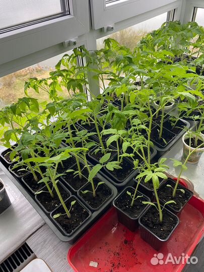 Рассада помидор