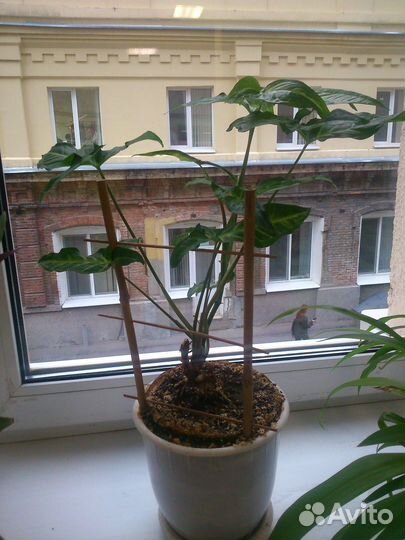 Сингониум лиана