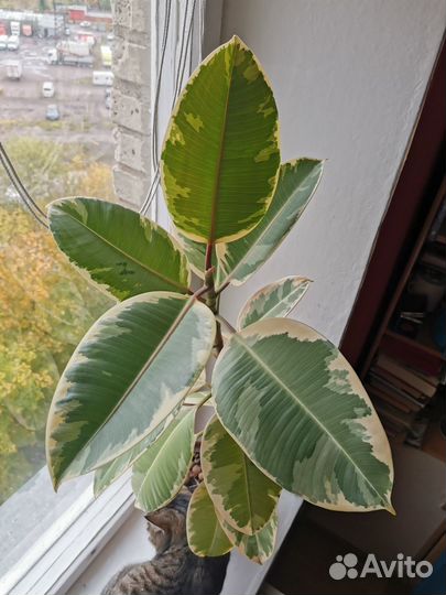 Фикус эластика тинеке