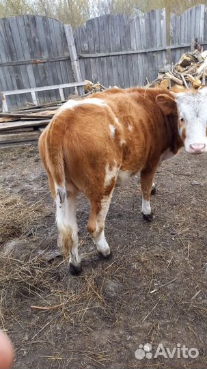 Телка 1 год