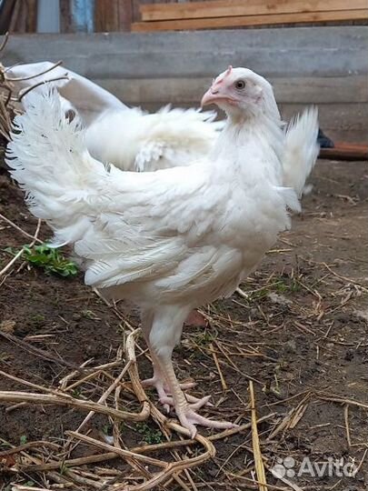 Куры домашние 