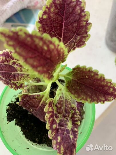 Колеусы, традисканция, бальзамин